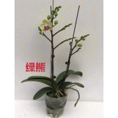 蝴蝶兰-绿熊
