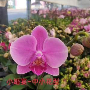 小婚宴-中小花型