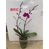 蝴蝶兰-满天红
