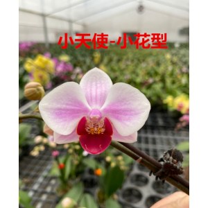 小天使-小花型