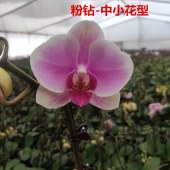 粉钻-中小花型