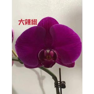 蝴蝶兰-大辣椒