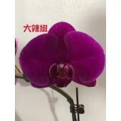 蝴蝶兰-大辣椒