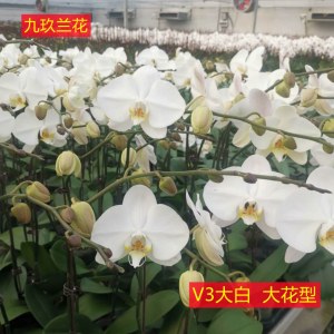 蝴蝶兰-V3大白大花型