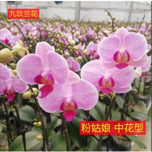 蝴蝶兰-粉姑娘中花型