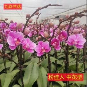 蝴蝶兰-粉佳人中花型