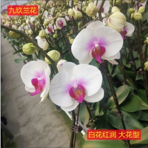 蝴蝶兰-白花红润大花型