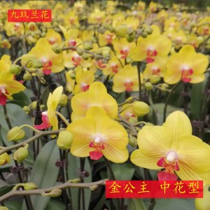 蝴蝶兰-金公主中花型
