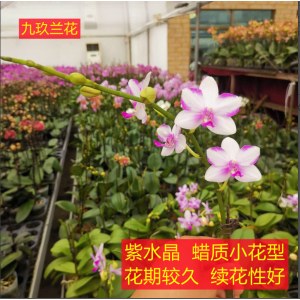 蝴蝶兰-紫水晶蜡质小花型
