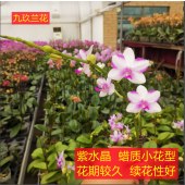 蝴蝶兰-紫水晶蜡质小花型