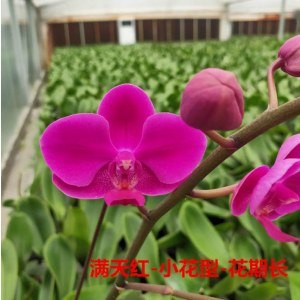 满天红-小花型