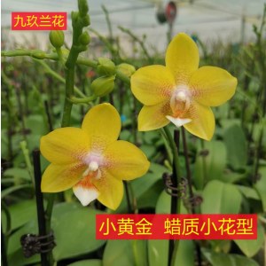 蝴蝶兰-彼自豪小黄金蜡质小花型