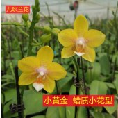 蝴蝶兰-彼自豪小黄金蜡质小花型