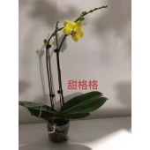 蝴蝶兰-甜格格