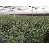 【香水百合花】红色黄色混合家庭自用送礼首选