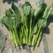 双惠龙菜心 冷链发货 3斤起售