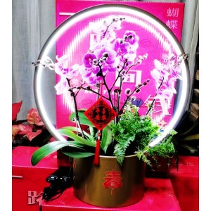 【仅限广东】有钱花·年宵花蝴蝶兰组盆一路向钱礼盒