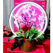 【仅限广东】有钱花·年宵花蝴蝶兰组盆一路向钱礼盒