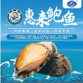 海味珍品之冠-惠来鲍鱼【仅发广东省内】