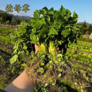 益母草2斤/件